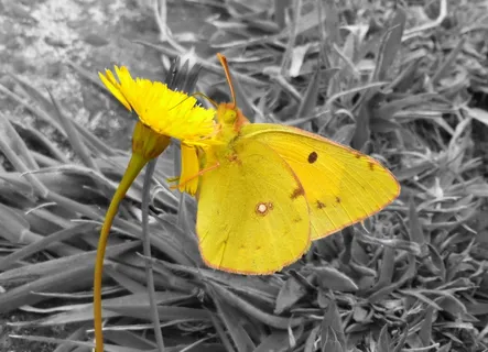 蝴蝶，黄色，昆虫，关闭，动物