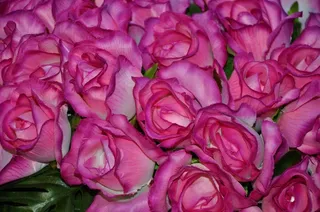 花卉，植物，性质，丁香，玫瑰，玫瑰，粉红色的，家庭