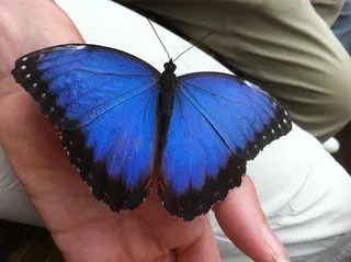 蝴蝶，甲虫，自然，Morpho Peleides，家庭