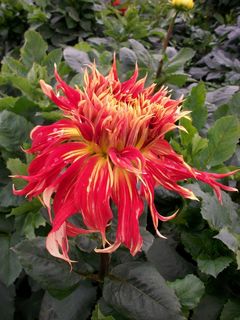 大丽花，珠宝大丽花，辉煌大丽花，大丽花花园