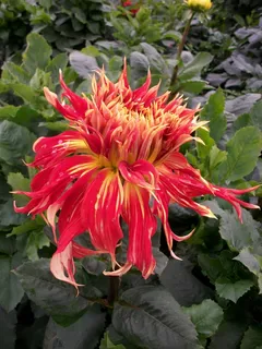 大丽花,珠宝大丽花,辉煌大丽花,大丽花花园 大丽花,珠宝大丽花,辉煌大丽花,大丽花花园