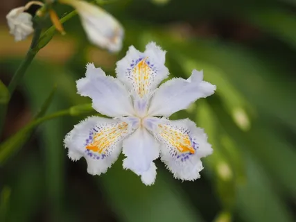 佐贺,鲜花,植物,鸢尾科 佐贺,鲜花,植物,鸢尾科