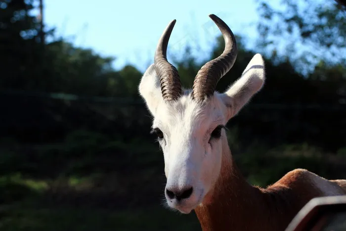 Dama，Gazelle，Nanger Dama，Gazelle类型，角