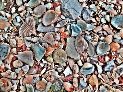 贻贝，贝壳，贝类，贻贝，海滩