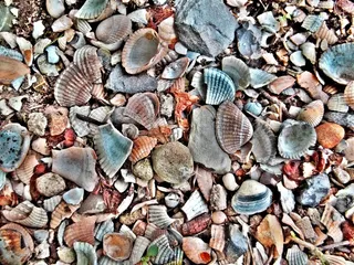 贻贝，贝壳，贝类，贻贝，海滩