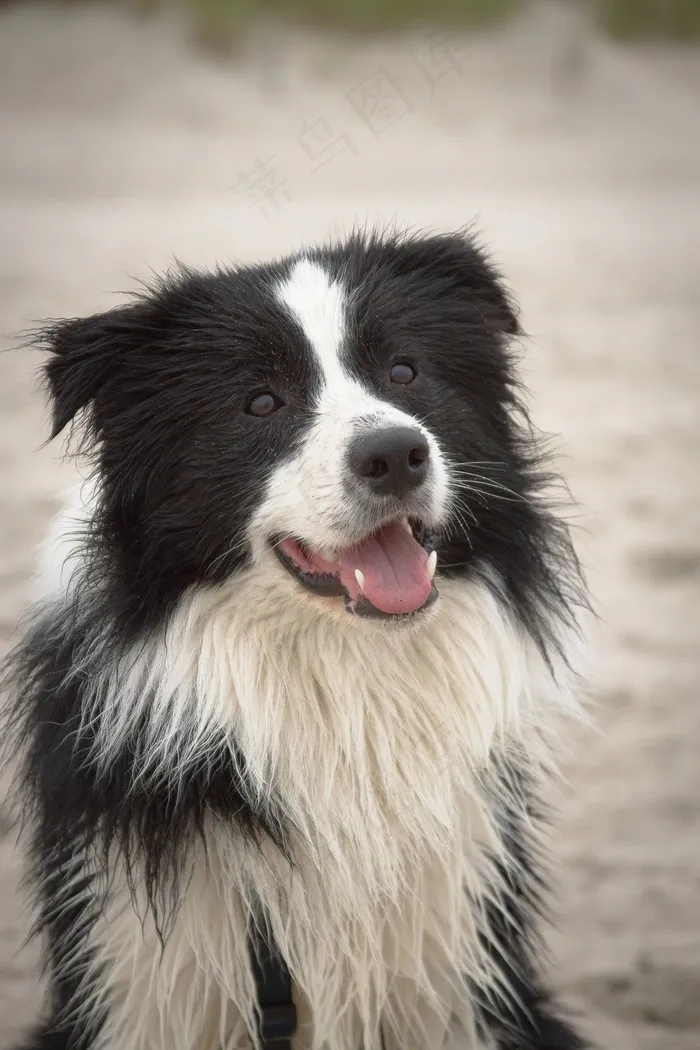 边境牧羊犬，狗，海滩，纯种狗，夏天