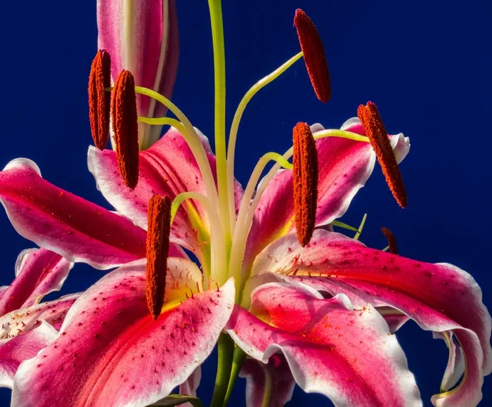 百合，开花，花，红色，盛开