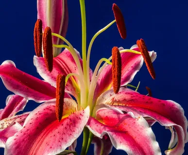百合,开花,花,红色,盛开 百合,开花,花,红色,盛开