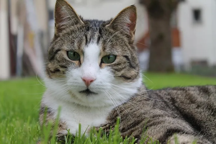 猫，猫的脸，头，猫的眼睛，动物，好奇