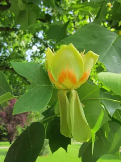 鹅掌Tulip,郁金香树 鹅掌Tulip,郁金香树