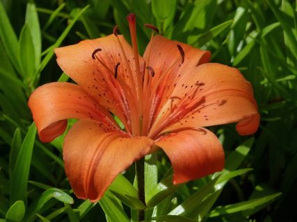 Feuerlilie，百合百合，花，美丽