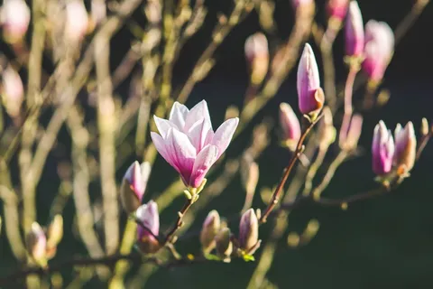 紫玉兰,辛夷花,望春玉兰,木笔花,玉兰,粉色的玉兰花 紫玉兰,辛夷花,望春玉兰,木笔花,玉兰,粉色的玉兰花