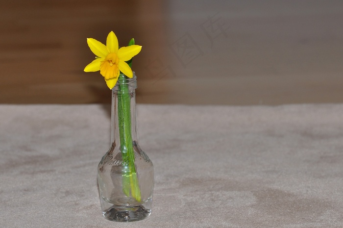 水仙，黄色，开花，花，植物