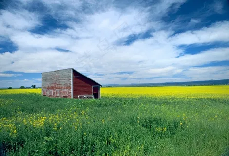 双低油菜籽，农场，场，天空，农村，景观，草地