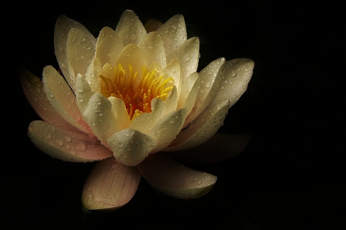 睡莲，开花，花，水生植物