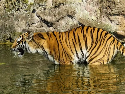 虎，捕食者，猫，危险，动物园，愤怒，水