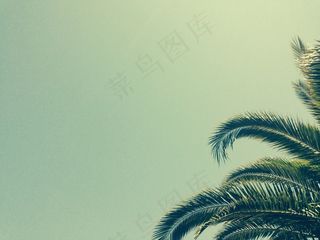棕榈，树，叶子，热带，自然，植物，绿色