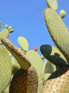 仙人掌,植物,肉质植物,植物,仙人掌,植物园 仙人掌,植物,肉质植物,植物,仙人掌,植物园