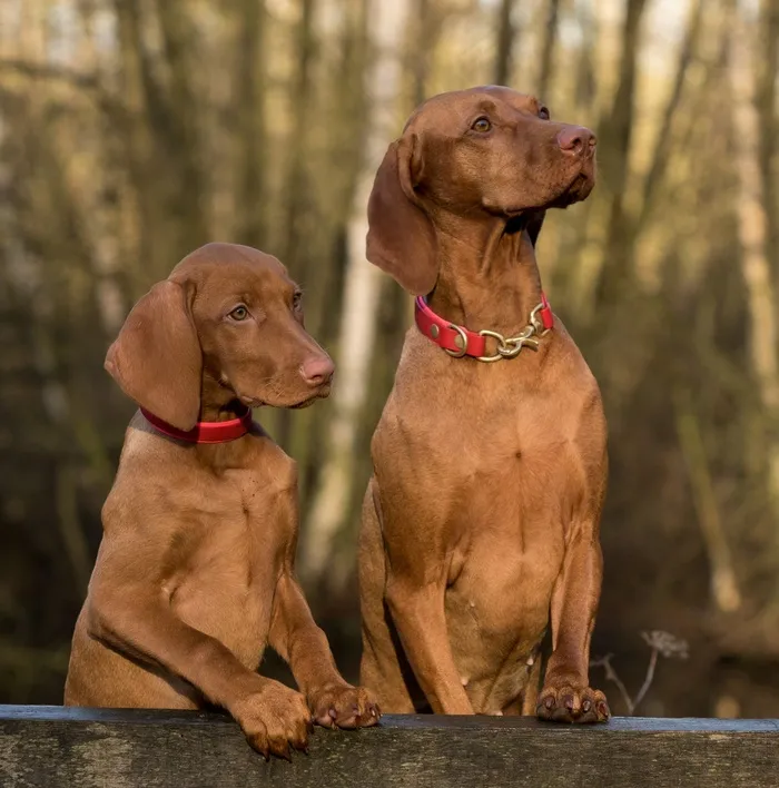狗，Vizsla，关闭