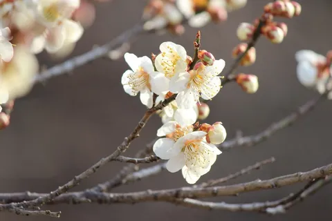 福岛,赏樱山,梅花 福岛,赏樱山,梅花