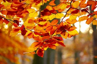 叶子，颜色，秋，森林，性质，枝杈，树