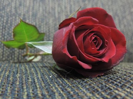 花,怀旧,自然 花,怀旧,自然