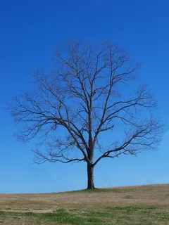 树,蓝色,天空,自然,景观,户外,分支机构 树,蓝色,天空,自然,景观,户外,分支机构
