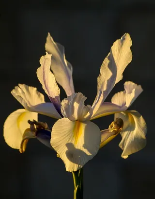 虹膜，花，白，阳光明媚，花园，澳大利亚