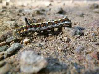 昆虫，毛毛虫，Acronicta Psi，Pfeileule