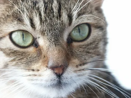 猫,眼睛,动物,家,视图,宠物,猫的眼睛,哺乳动物 猫,眼睛,动物,家,视图,宠物,猫的眼睛,哺乳动物