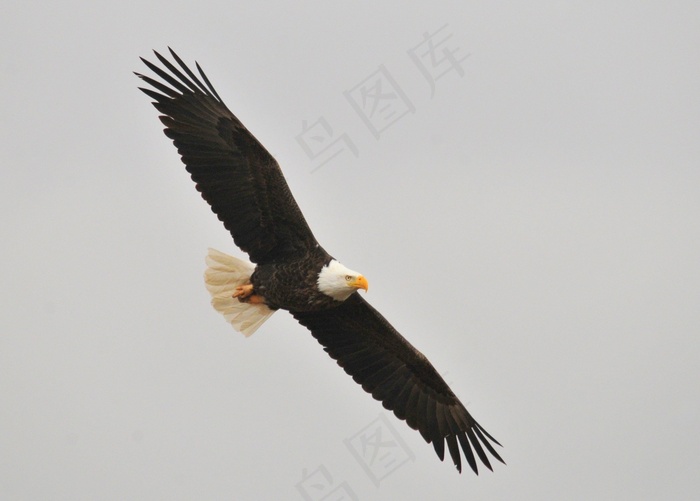 秃头鹰，飙升，鸟，猛禽，飞行，飞行，野生
