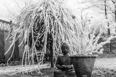 弗罗斯特，冬天，冰柜，树，花园，黑色和白色