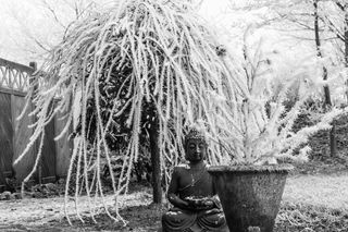 弗罗斯特，冬天，冰柜，树，花园，黑色和白色