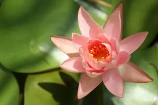 粉红色，花，鲜花，百合，自然