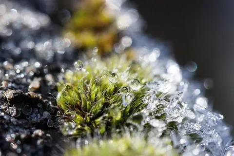 霜,苔,冬季,雪,冷,过渡,秋季 霜,苔,冬季,雪,冷,过渡,秋季