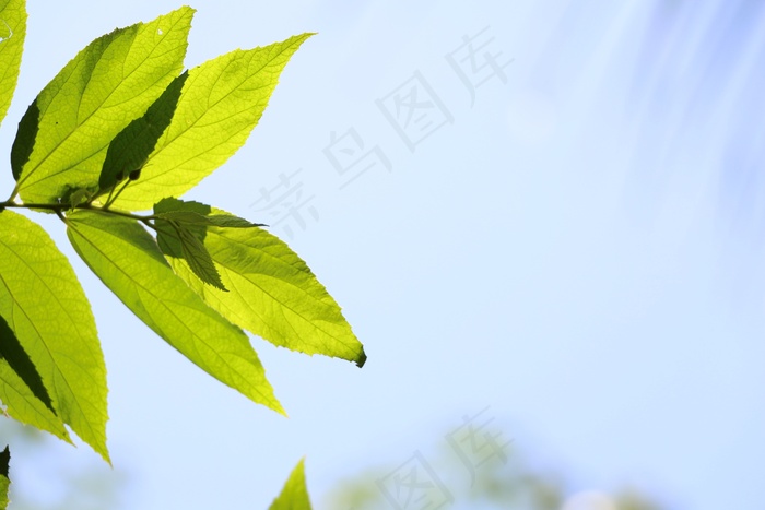 天空，绿色，自然，叶子，夏天，一天，植物，光
