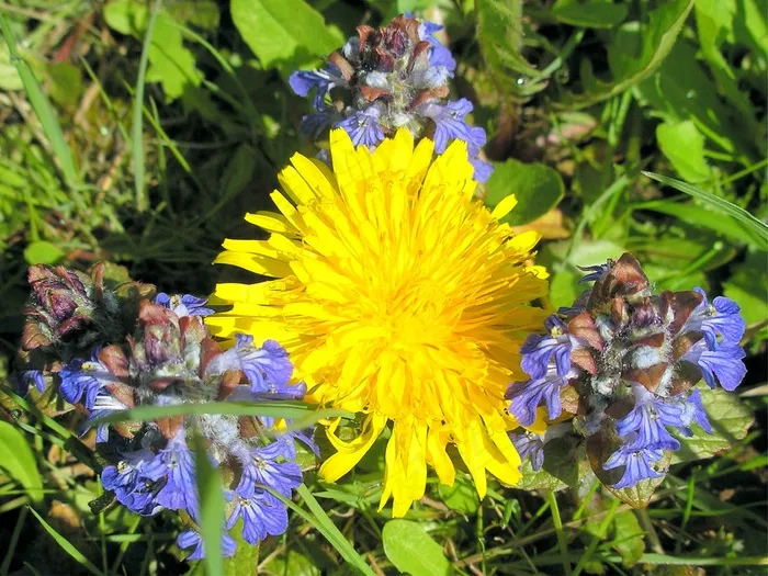 蒲公英，草地，鲜花，草，野花，盛开