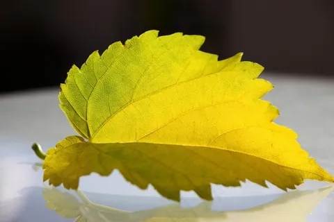 叶子,结构,秋天的叶子,自然,绿色,自然 叶子,结构,秋天的叶子,自然,绿色,自然