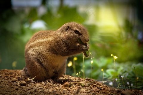 松鼠，吃松鼠，甜，可爱，动物