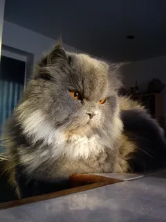 猫，宠物，动物，猫的，小猫，猫的眼睛