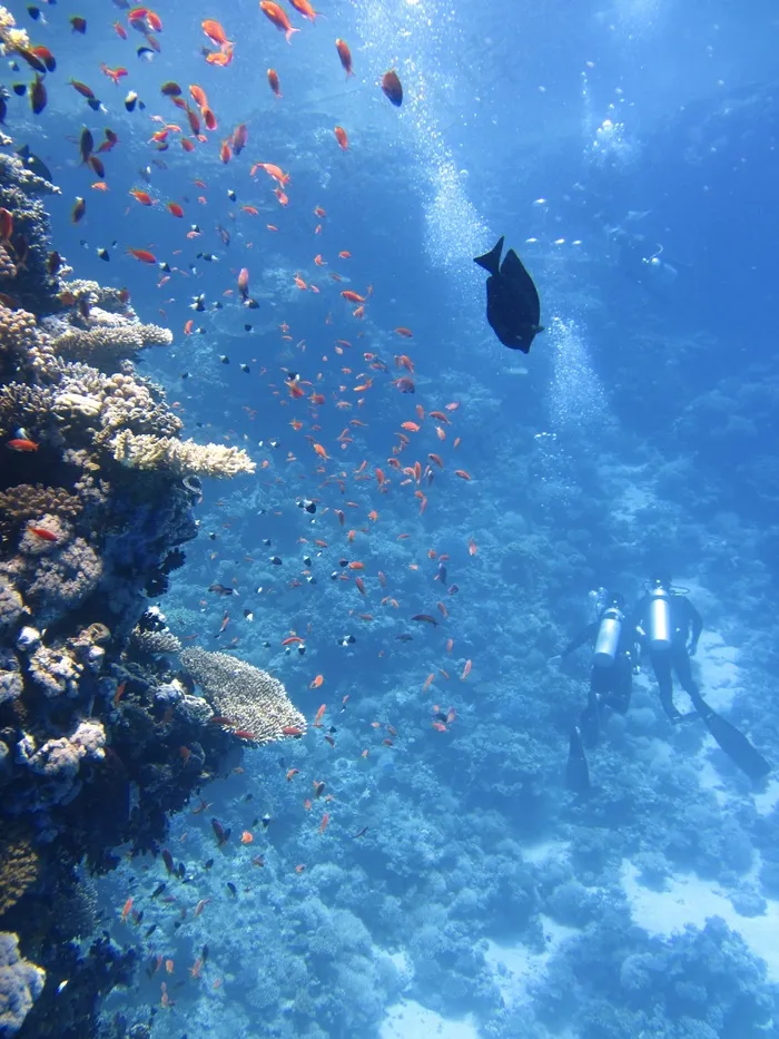 海洋,极地海洋世界,富国海底世界,海族馆,鲨鱼,鱼和潜水员在海洋中的珊瑚礁附近