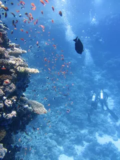 海洋,极地海洋世界,富国海底世界,海族馆,鲨鱼,鱼和潜水员在海洋中的珊瑚礁附近 海洋,极地海洋世界,富国海底世界,海族馆,鲨鱼,鱼和潜水员在海洋中的珊瑚礁附近