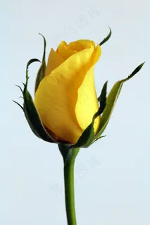 玫瑰,花,黄色,花的,开花,玫瑰背景 玫瑰,花,黄色,花的,开花,玫瑰背景