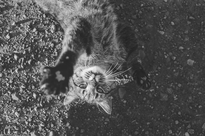 猫，宠物，动物，爪子，晶须