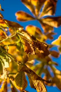 板栗叶，叶子，秋季，板栗，性质，树