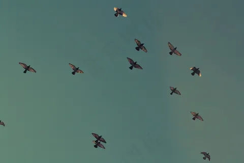 动力伞,飞机,图画,百蝶图,卡通动漫人物,天空飞行动物鸟