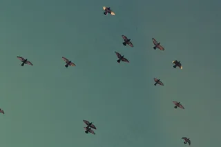 动力伞,飞机,图画,百蝶图,卡通动漫人物,天空飞行动物鸟