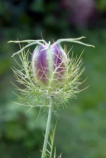 圣母玛利亚,棉铃,Samascena Nigella 圣母玛利亚,棉铃,Samascena Nigella