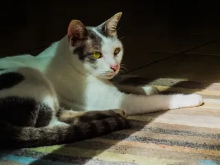 猫，家猫，宠物