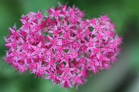 支花，红色，观赏植物，花，开花